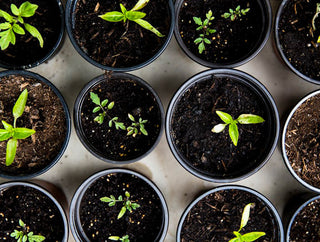 Soil Part 1: How Soil Impacts Our Health—and the Health of Our Planet