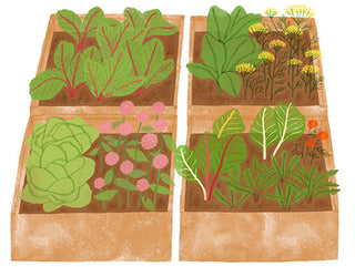 How to Start a Vegetable Garden